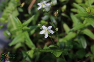 Isopyrum thalictroides (5).jpg